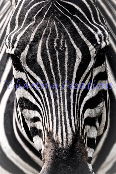 Zebra Close Up